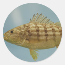 Grunt Fish Round Stickers