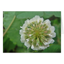 Grusskarte hübsche weisse Kleeblüte, blanko