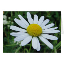 Grusskarte weisse Margerite: have a nice day