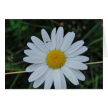 Grusskarte weisse Marteritenblüte: have a nice day
