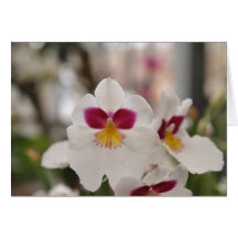 Grußkarte weiße Orchidee