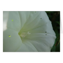 Grusskarte weisse Windenblüte, blanko
