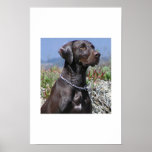GSP - German Shorthaired Pointer Poster