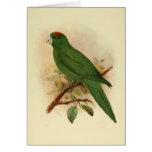 Guadeloupe Parakeet Extinct 1908 Greeting Card