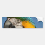 Guardian Macaw Bumper Sticker