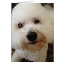 "Gucci" - a Bichon Frise Pup Greeting Card