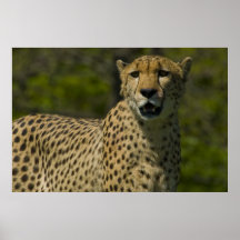 Guépard Poster