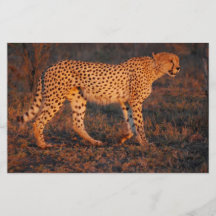 Guépard Afrique du Sud au coucher du soleil Prospectus Personnalisés