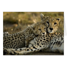 Guépard, jubatus d'Acinonyx, avec l'petit animal d Cartes