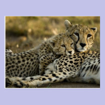 Guépard, jubatus d'Acinonyx, avec l'petit animal d cartes postales