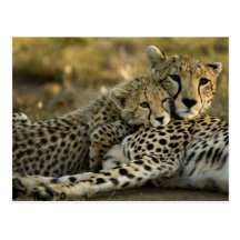 Guépard, jubatus d'Acinonyx, avec l'petit animal d Carte Postale