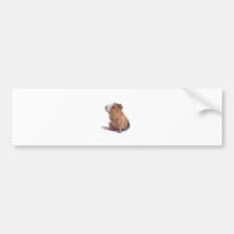 guinea pig bumper stickers