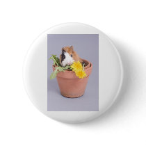 guinea pig in a flowerpot pinback buttons