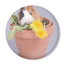 guinea pig in a flowerpot fridge magnet
