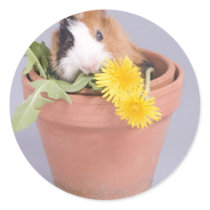 guinea pig in a flowerpot stickers