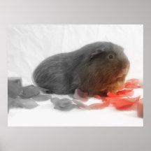 Guinea Pig Love Posters