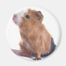 guinea pig magnet