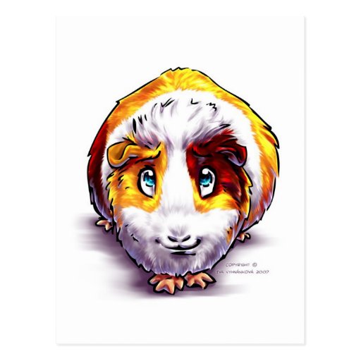 Guinea-pig Post Card
