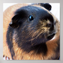 Guinea-Pig Print