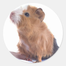 guinea pig stickers