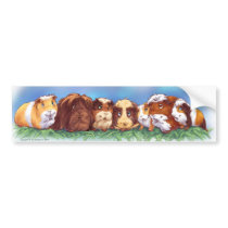 Guinea Pigs Bumper Sticker