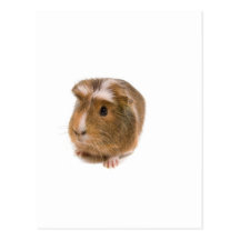 guinea pigs carte postale