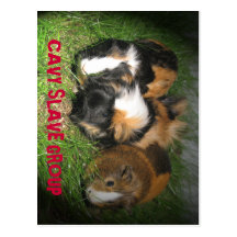 Guinea pigs (cavies) post cards