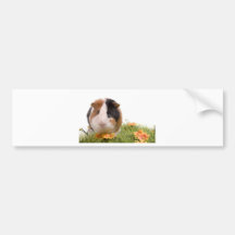 guinea pigs on a lawn autocollant pour voiture