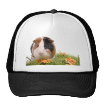 guinea pigs on a lawn casquettes
