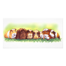 Guinea Pigs Photo Card