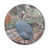 Guineafowl Refrigerator Magnet