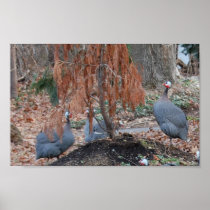 Guineafowl Poster