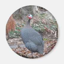 Guineafowl Refrigerator Magnet