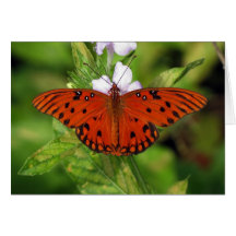 Gulf Fritillary 04/12 Greeting Card