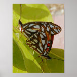 Gulf fritillary butterflies - Print