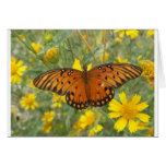 Gulf Fritillary Butterfly