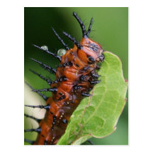 Gulf Fritillary Butterfly Caterpillar Postcard