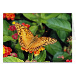 Gulf fritillary butterfly, Mexico  flowers Greeting Card