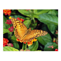 Gulf fritillary butterfly, Mexico  flowers Post Card