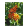 Gulf Fritillary Butterfly Postcard