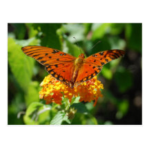 Gulf Fritillary Butterfly Postcard