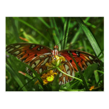 Gulf Fritillary Butterfly Postcard