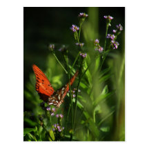 Gulf Fritillary Butterfly Postcard