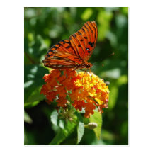 Gulf Fritillary Butterfly Postcard