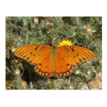 Gulf Fritillary Butterfly Postcard