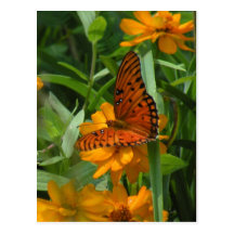 Gulf Fritillary Butterfly Postcard