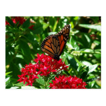 Gulf Fritillary on Red Penta Post Cards
