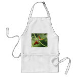 Gulf Fritillary Pair on Vervain Apron