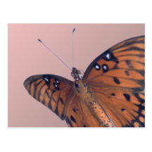 Gulf Fritillary Post Cards