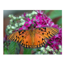 Gulf Fritillary Postcard